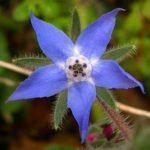 Borage-Oil-Starflower-Oil-150x150